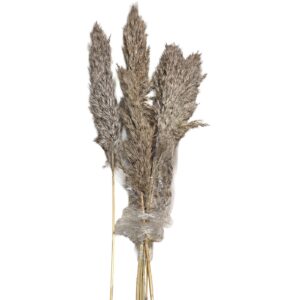 22-3110.jpg Αποξηραμένα Pampas 7 Κλαδιά 70cm Homie 423130