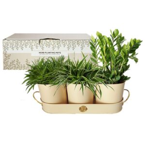 Γλαστράκια για Βότανα σετ 4τεμ Γλάστρα=11,5x11cm, δίσκος=34x11,5x4cm Homie 1011016